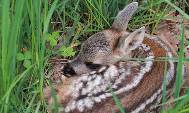 Baby Reh auf einer Wiese 